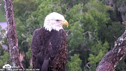 NE Florida Eagles Live Webcam - Aug 21, 2026, 6:50am EDT
