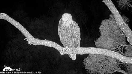 NE Florida Eagles Live Webcam - Aug 24, 2026, 1:34am EDT