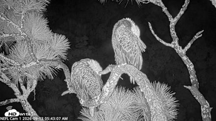 NE Florida Eagles Live Webcam - Sep 13, 2026, 5:44am EDT
