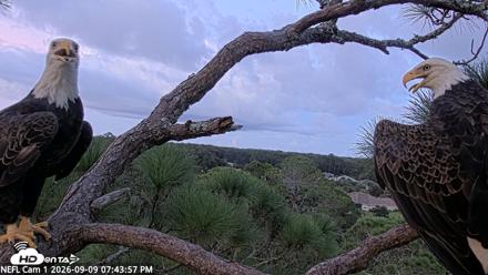 NE Florida Eagles Live Webcam - Sep 9, 2026, 7:44pm EDT