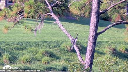 NE Florida Eagles Live Webcam - Jun 12, 2026, 8:11am EDT