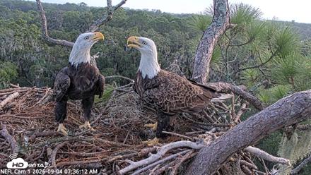 NE Florida Eagles Live Webcam - Sep 4, 2026, 7:37am EDT