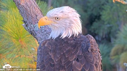 NE Florida Eagles Live Webcam - Aug 11, 2026, 7:08am EDT