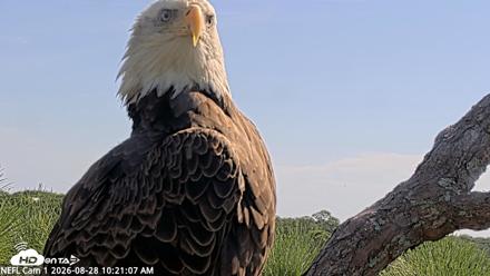 NE Florida Eagles Live Webcam - Aug 28, 2026, 10:22am EDT