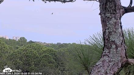 NE Florida Eagles Live Webcam - Oct 9, 2026, 1:04pm EDT