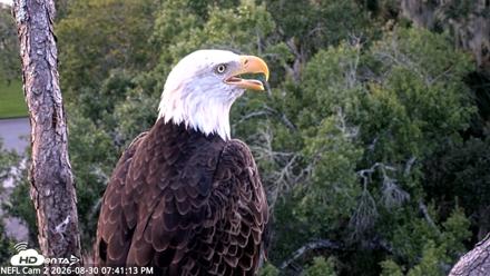NE Florida Eagles Live Webcam - Aug 30, 2026, 7:42pm EDT