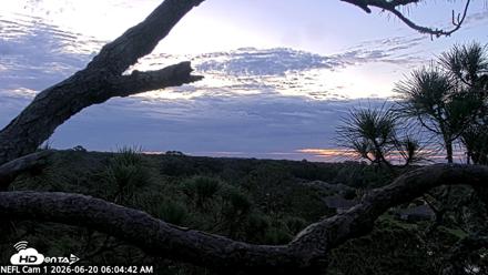 NE Florida Eagles Live Webcam - Jun 20, 2026, 6:05am EDT