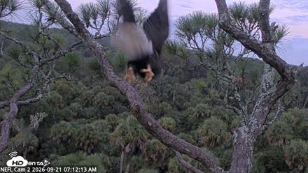 NE Florida Eagles Live Webcam - Sep 21, 2026, 7:13am EDT