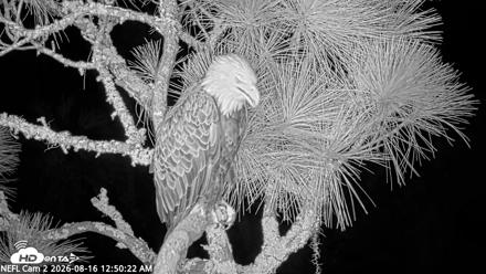 NE Florida Eagles Live Webcam - Aug 16, 2026, 12:51am EDT