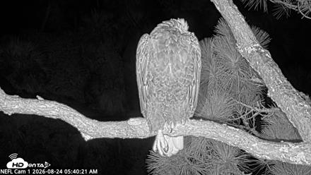 NE Florida Eagles Live Webcam - Aug 24, 2026, 5:45am EDT