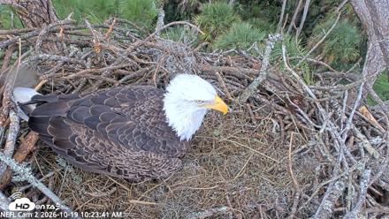 NE Florida Eagles Live Webcam - Oct 19, 2026, 10:24am EDT