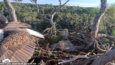 NE Florida Eagles Live Webcam - Sep 6, 2026, 8:17am EDT