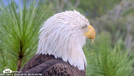 NE Florida Eagles Live Webcam - Sep 6, 2026, 5:36pm EDT