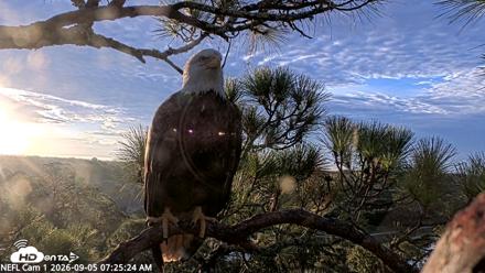 NE Florida Eagles Live Webcam - Sep 5, 2026, 7:26am EDT