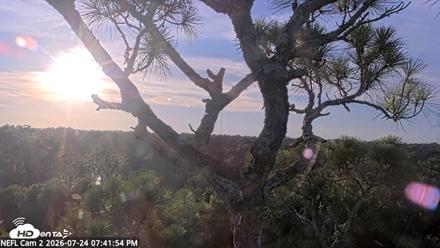 NE Florida Eagles Live Webcam - Jul 24, 2026, 7:42pm EDT