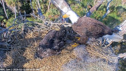 NE Florida Eagles Live Webcam - Feb 10, 2026, 9:32am EST