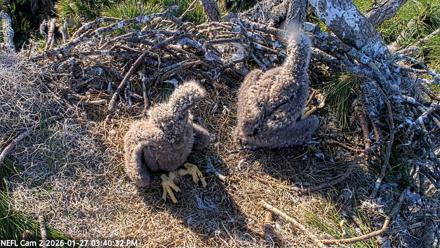 NE Florida Eagles Live Webcam - Jan 27, 2026, 3:41pm EST