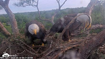 NE Florida Eagles Live Webcam - Apr 19, 2026, 8:28am EDT