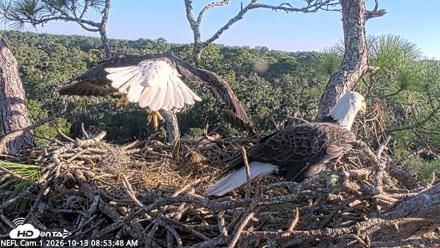 NE Florida Eagles Live Webcam - Oct 13, 2026, 8:54am EDT