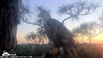 NE Florida Eagles Live Webcam - Apr 14, 2026, 7:48pm EDT