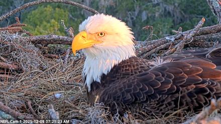 NE Florida Eagles Live Webcam - Dec 9, 2025, 7:22am EST