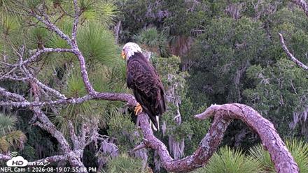 NE Florida Eagles Live Webcam - Aug 19, 2026, 7:56pm EDT