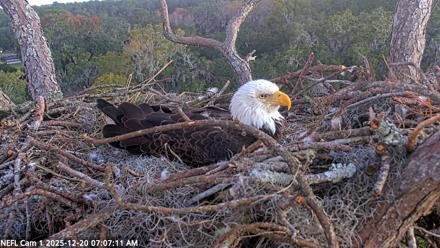 NE Florida Eagles Live Webcam - Dec 20, 2025, 7:08am EST