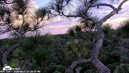 NE Florida Eagles Live Webcam - Aug 31, 2026, 7:40pm EDT