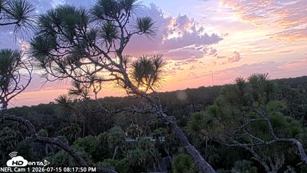 NE Florida Eagles Live Webcam - Jul 15, 2026, 8:18pm EDT