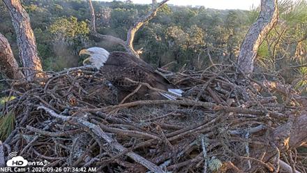 NE Florida Eagles Live Webcam - Sep 26, 2026, 7:35am EDT