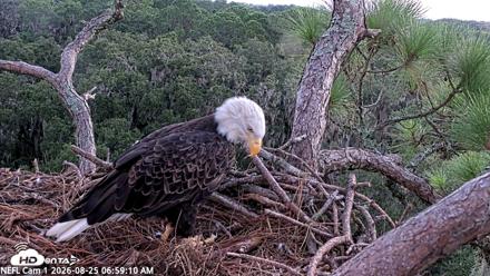 NE Florida Eagles Live Webcam - Aug 25, 2026, 7:00am EDT