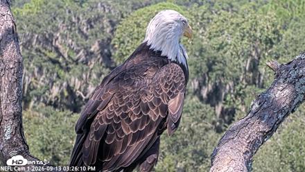 NE Florida Eagles Live Webcam - Sep 13, 2026, 3:27pm EDT