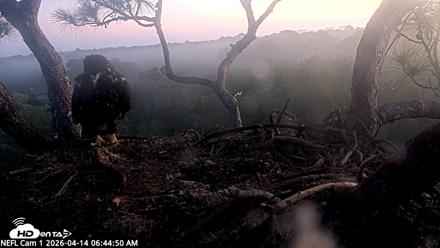 NE Florida Eagles Live Webcam - Apr 14, 2026, 6:45am EDT