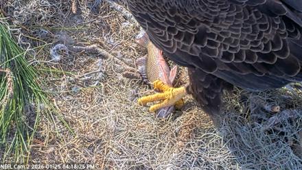 NE Florida Eagles Live Webcam - Jan 25, 2026, 4:19pm EST