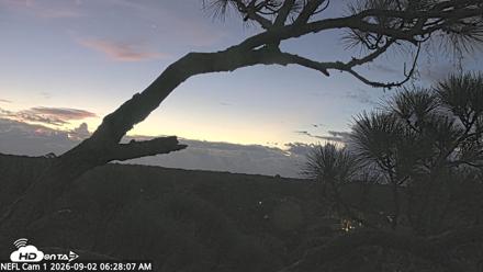 NE Florida Eagles Live Webcam - Sep 2, 2026, 6:28am EDT