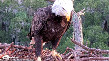 NE Florida Eagles Live Webcam - Aug 15, 2026, 7:04am EDT