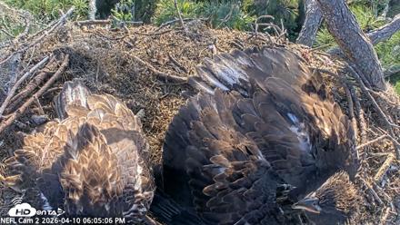 NE Florida Eagles Live Webcam - Apr 10, 2026, 6:05pm EDT