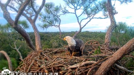 NE Florida Eagles Live Webcam - Sep 11, 2026, 7:20pm EDT