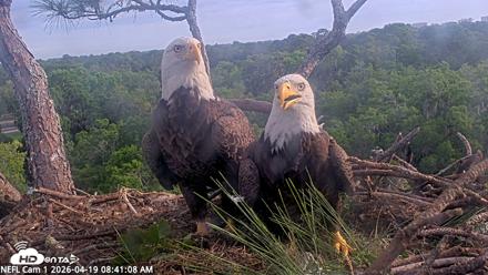 NE Florida Eagles Live Webcam - Apr 19, 2026, 8:42am EDT