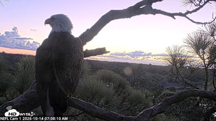 NE Florida Eagles Live Webcam - Oct 14, 2026, 7:09am EDT