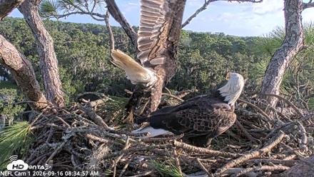 NE Florida Eagles Live Webcam - Sep 16, 2026, 8:35am EDT