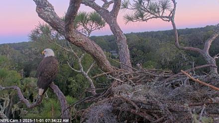 NE Florida Eagles Live Webcam - Nov 1, 2025, 7:35am EDT