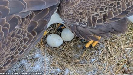 NE Florida Eagles Live Webcam - Dec 30, 2025, 11:17am EST