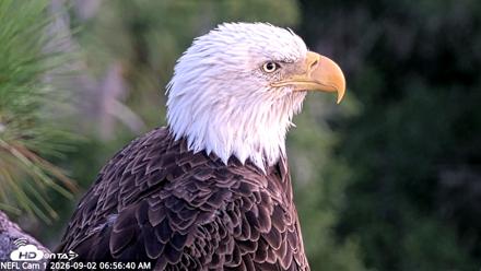 NE Florida Eagles Live Webcam - Sep 2, 2026, 6:57am EDT