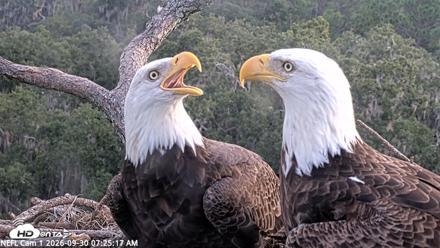 NE Florida Eagles Live Webcam - Sep 30, 2026, 7:26am EDT