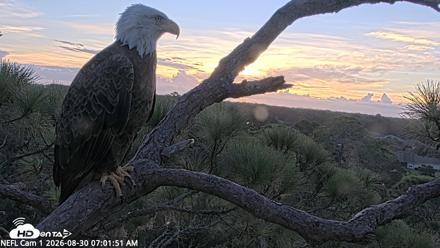 NE Florida Eagles Live Webcam - Aug 30, 2026, 7:02am EDT