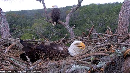 NE Florida Eagles Live Webcam - Dec 1, 2025, 5:21pm EST