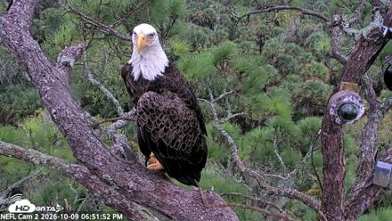 NE Florida Eagles Live Webcam - Oct 9, 2026, 6:52pm EDT