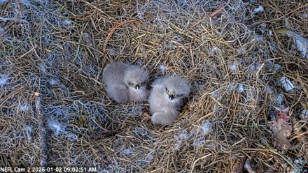 NE Florida Eagles Live Webcam - Jan 2, 2026, 9:03am EST
