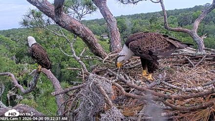 NE Florida Eagles Live Webcam - Apr 30, 2026, 9:23am EDT